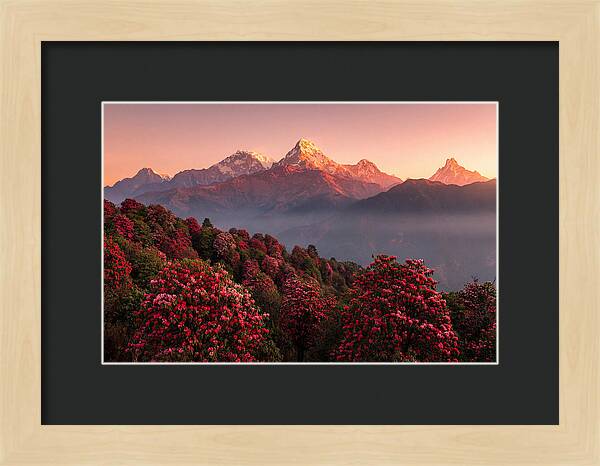 Annapurna Massif At Sunrise