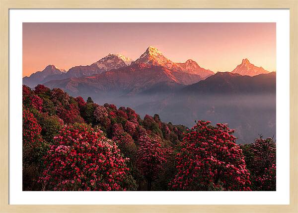 Annapurna Massif At Sunrise
