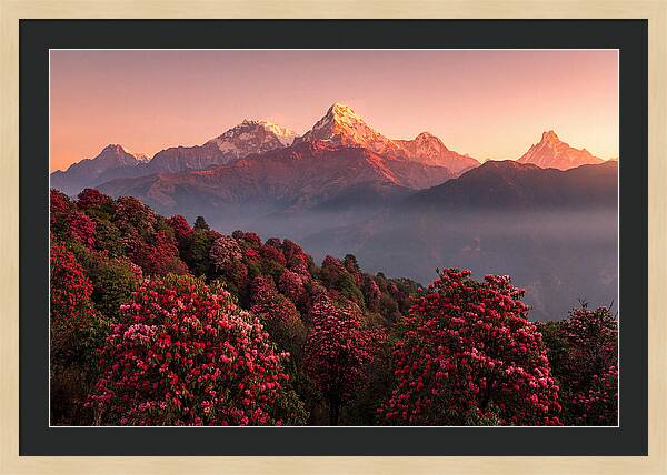Annapurna Massif At Sunrise