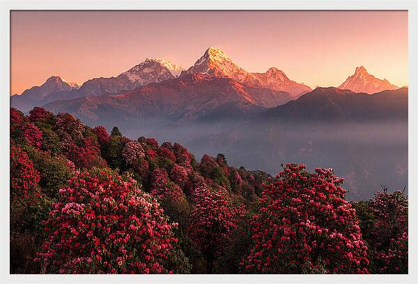 Annapurna Massif At Sunrise