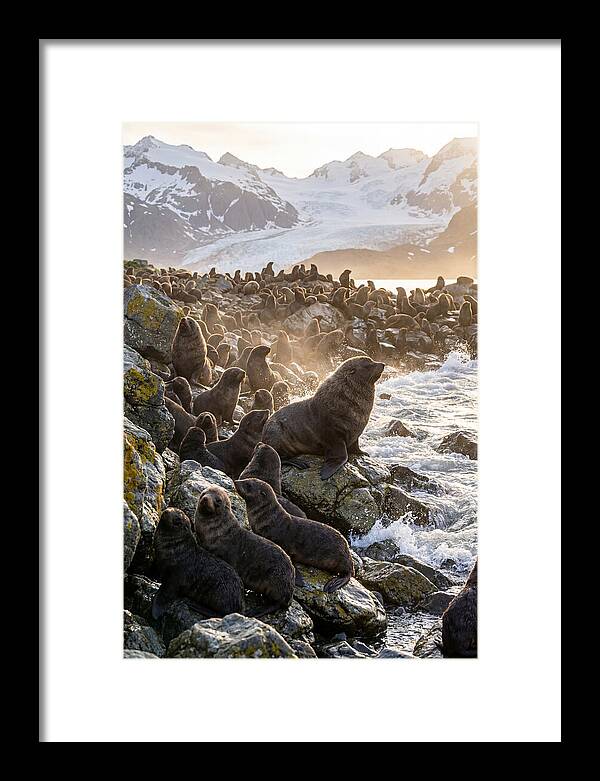 Antarctic Fur Seal Colony At Dusk