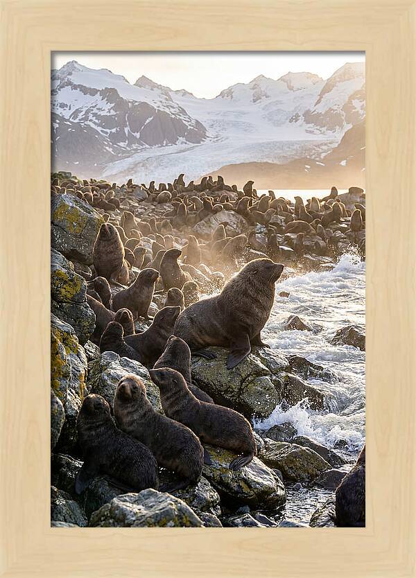 Antarctic Fur Seal Colony At Dusk