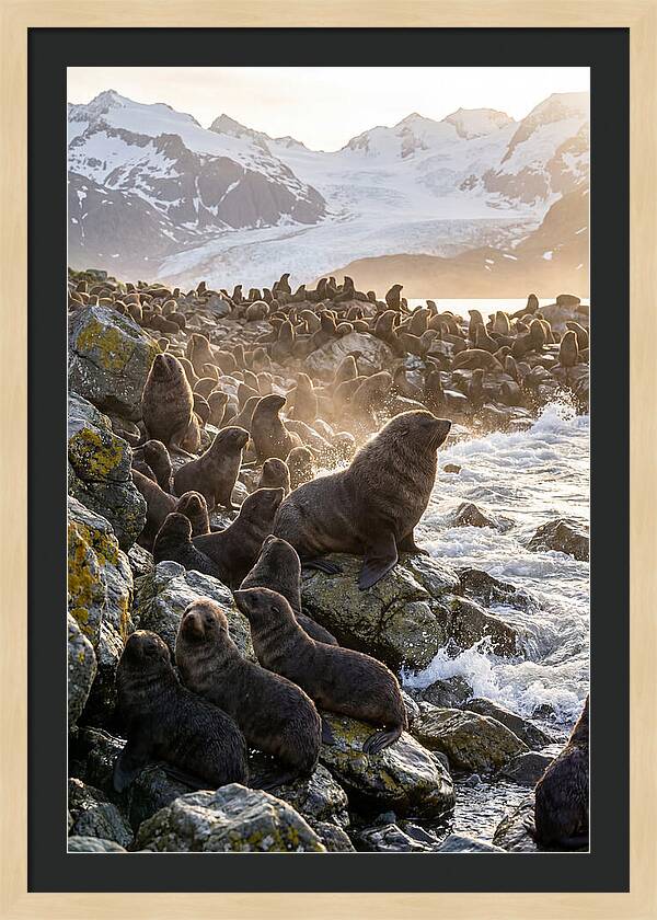 Antarctic Fur Seal Colony At Dusk