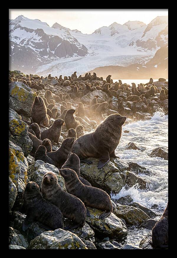 Antarctic Fur Seal Colony At Dusk