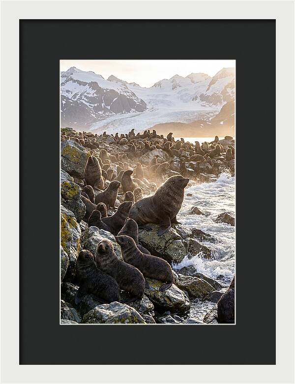 Antarctic Fur Seal Colony At Dusk