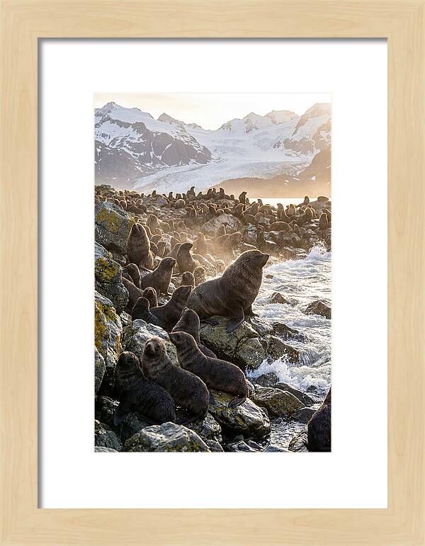 Antarctic Fur Seal Colony At Dusk