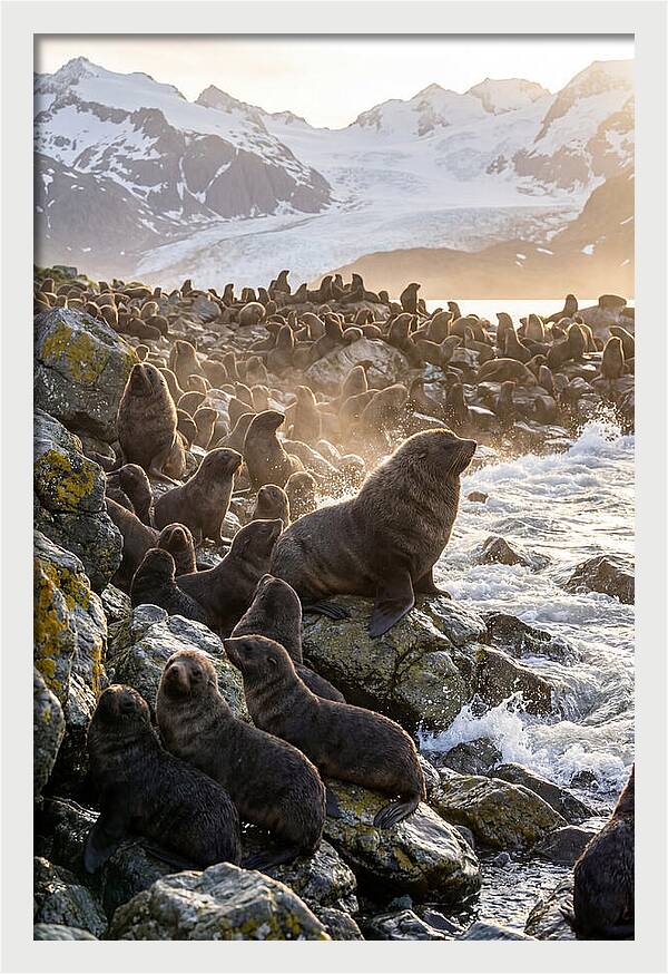 Antarctic Fur Seal Colony At Dusk
