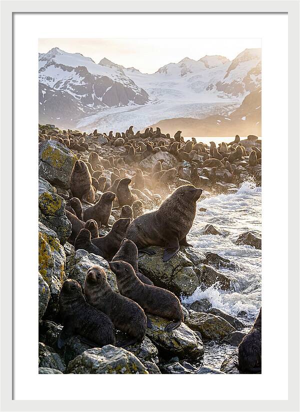 Antarctic Fur Seal Colony At Dusk
