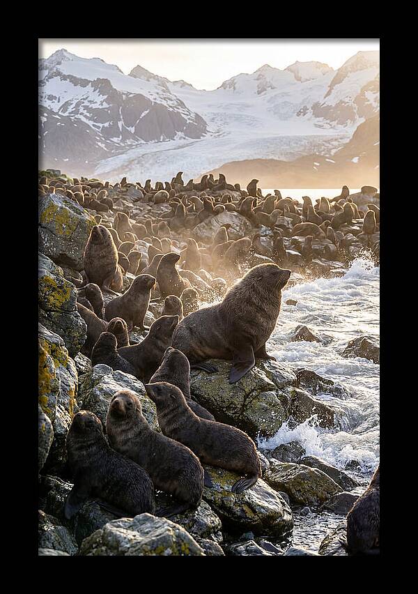 Antarctic Fur Seal Colony At Dusk