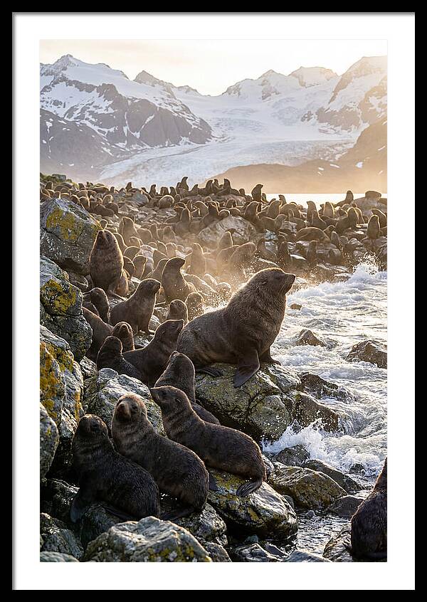 Antarctic Fur Seal Colony At Dusk