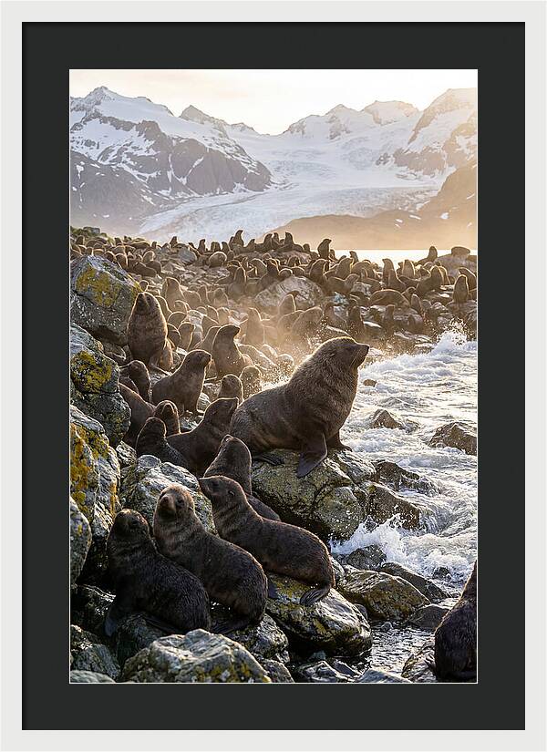 Antarctic Fur Seal Colony At Dusk