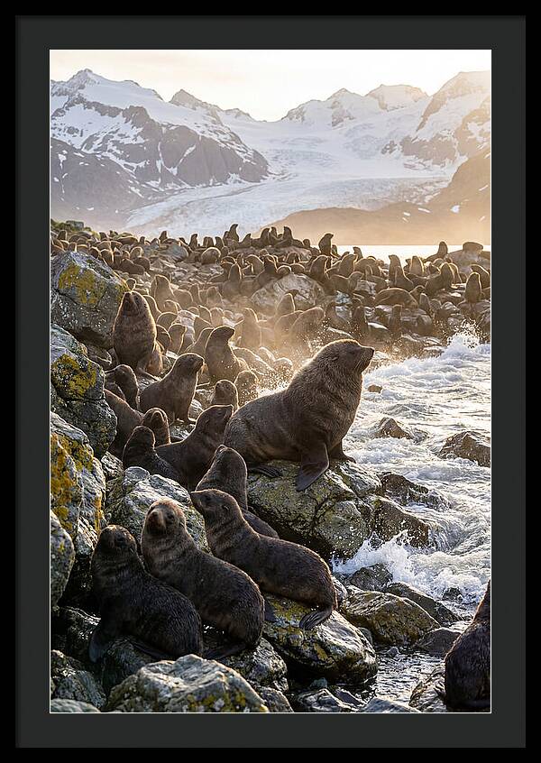 Antarctic Fur Seal Colony At Dusk