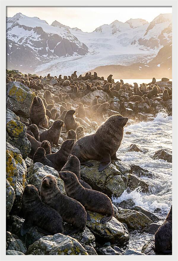 Antarctic Fur Seal Colony At Dusk