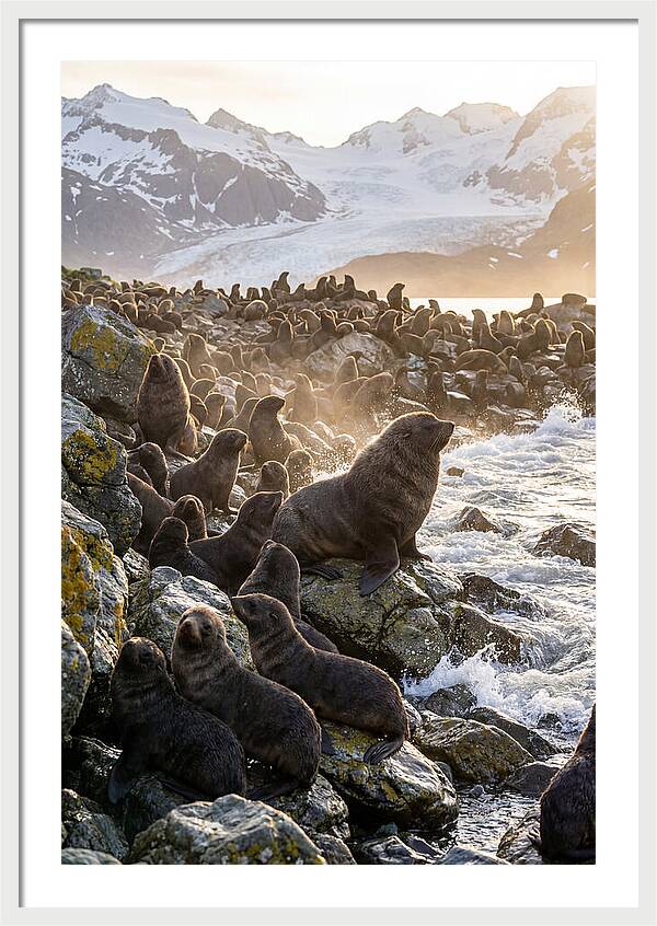 Antarctic Fur Seal Colony At Dusk