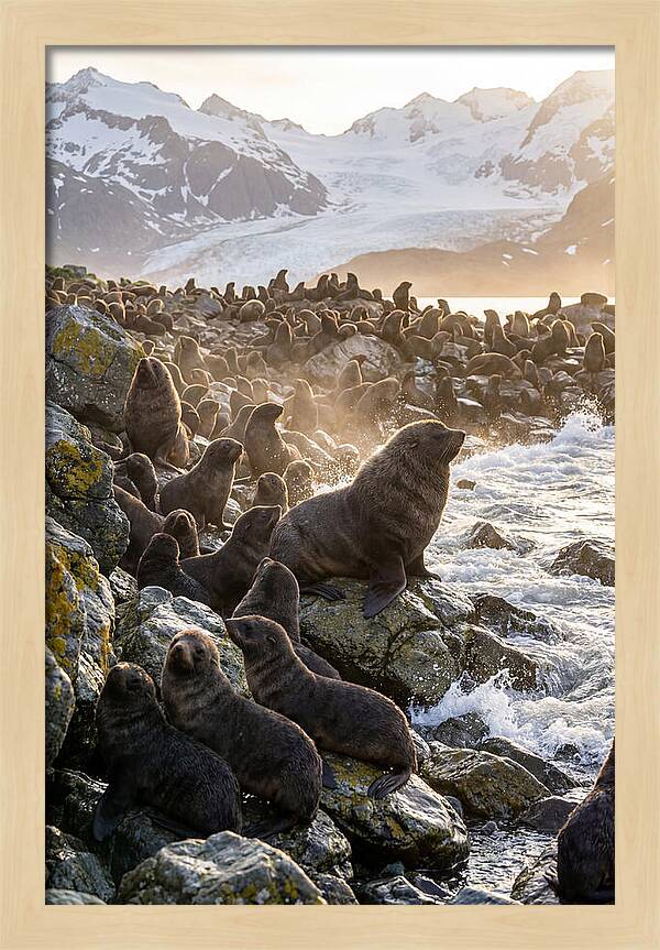Antarctic Fur Seal Colony At Dusk
