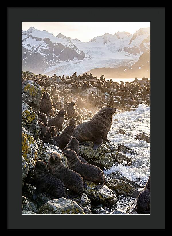 Antarctic Fur Seal Colony At Dusk