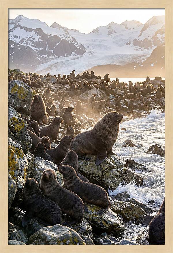 Antarctic Fur Seal Colony At Dusk