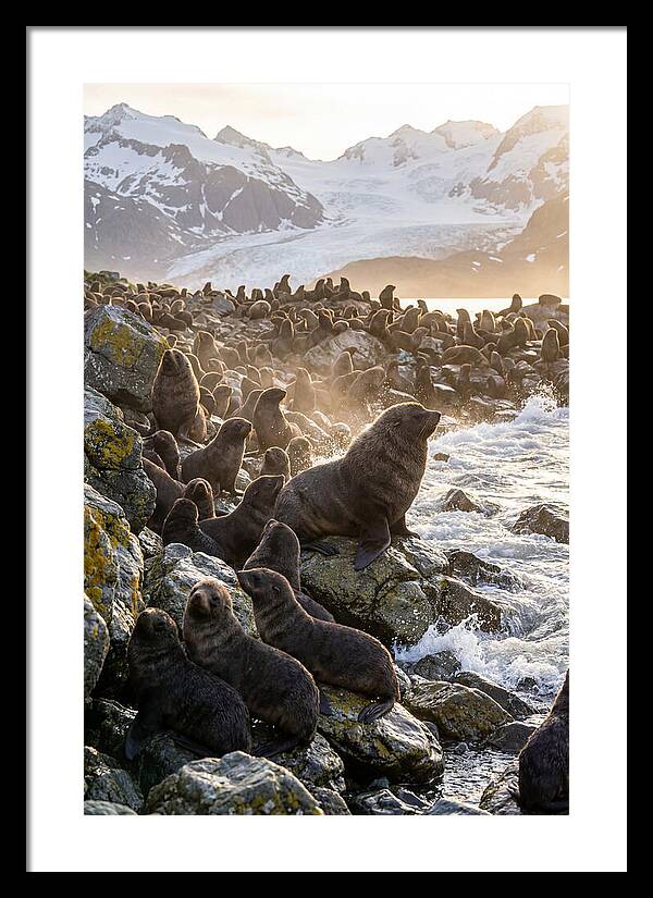 Antarctic Fur Seal Colony At Dusk