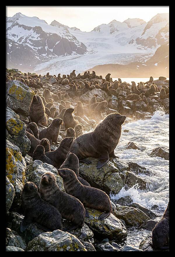 Antarctic Fur Seal Colony At Dusk