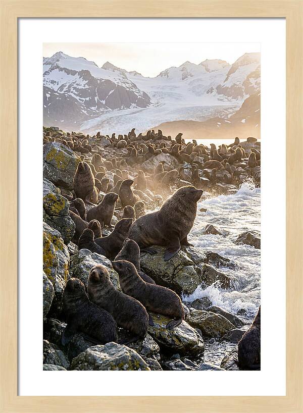 Antarctic Fur Seal Colony At Dusk