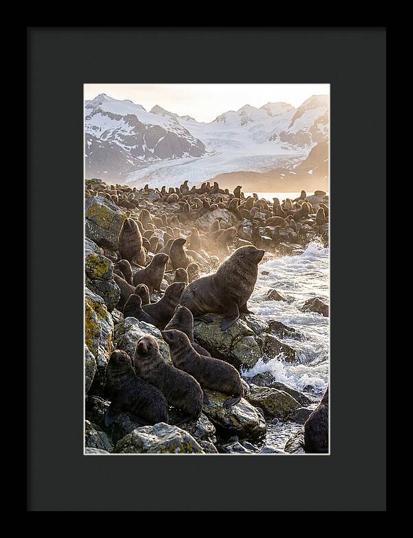 Antarctic Fur Seal Colony At Dusk