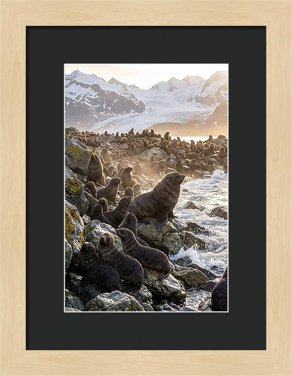 Antarctic Fur Seal Colony At Dusk