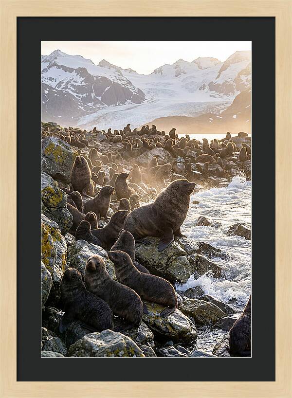 Antarctic Fur Seal Colony At Dusk