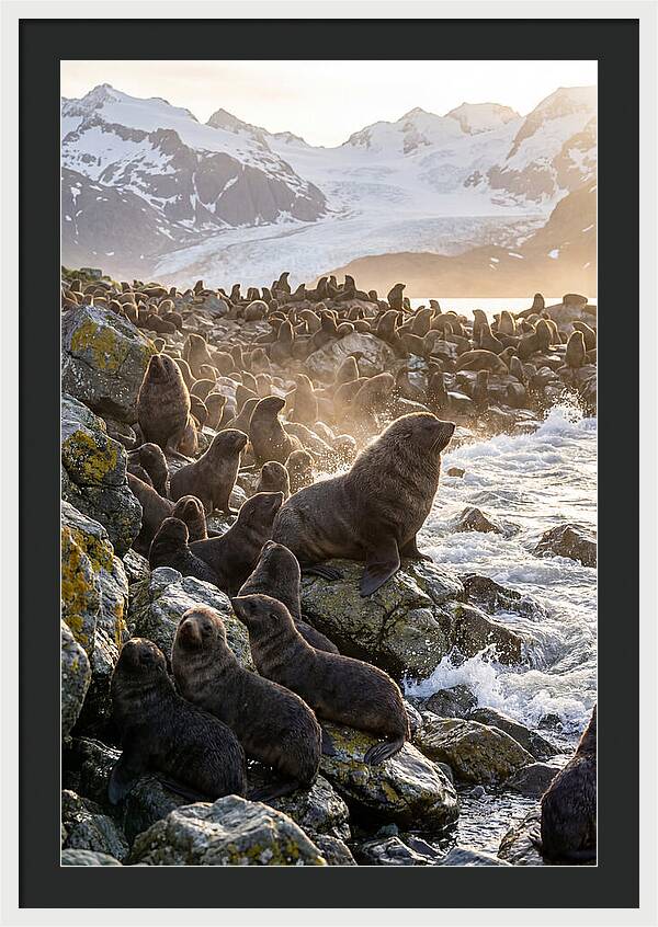 Antarctic Fur Seal Colony At Dusk
