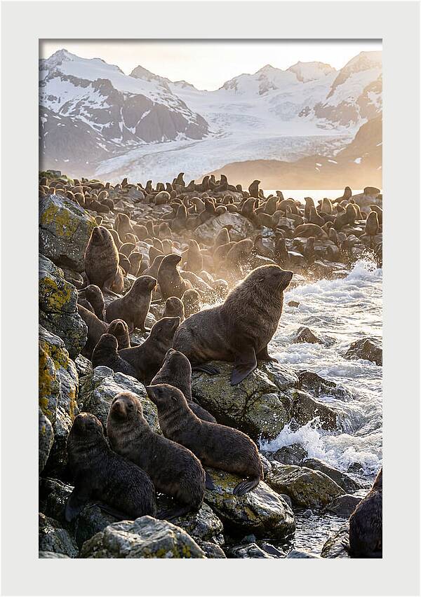Antarctic Fur Seal Colony At Dusk