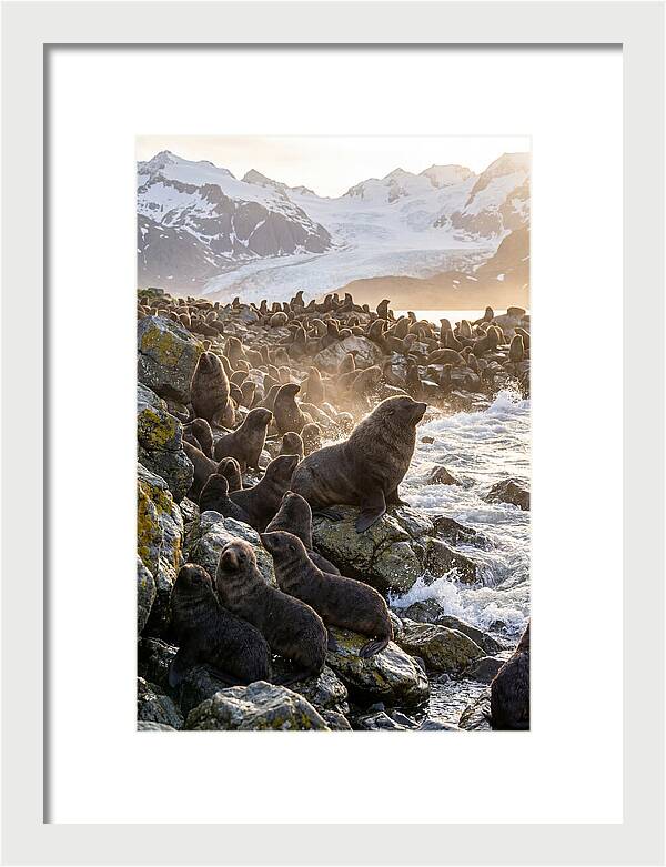 Antarctic Fur Seal Colony At Dusk