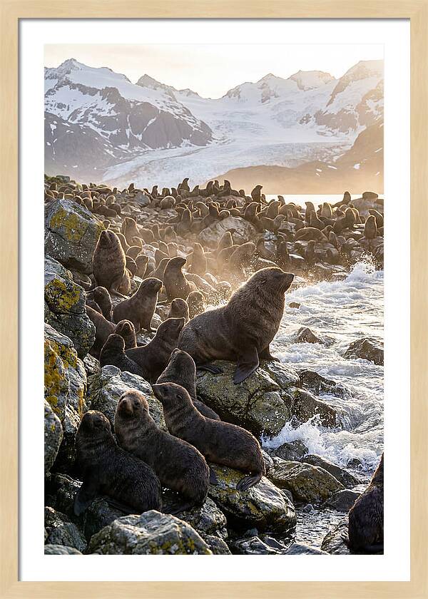 Antarctic Fur Seal Colony At Dusk