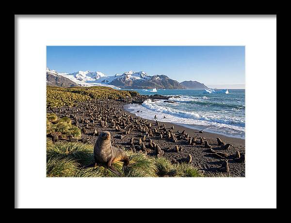Antarctic Fur Seals At South Georgia
