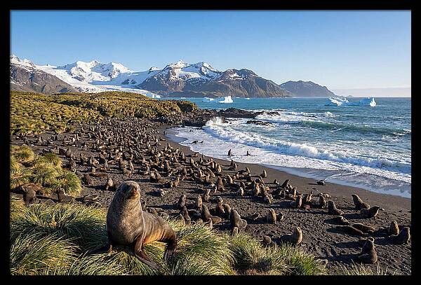 Antarctic Fur Seals At South Georgia