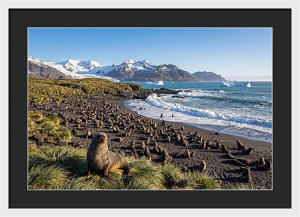Antarctic Fur Seals At South Georgia