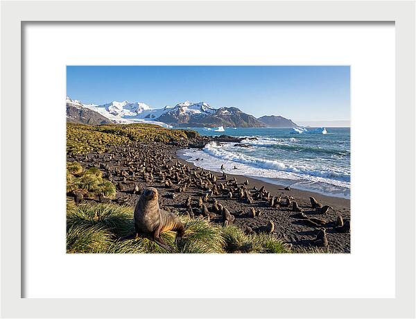 Antarctic Fur Seals At South Georgia