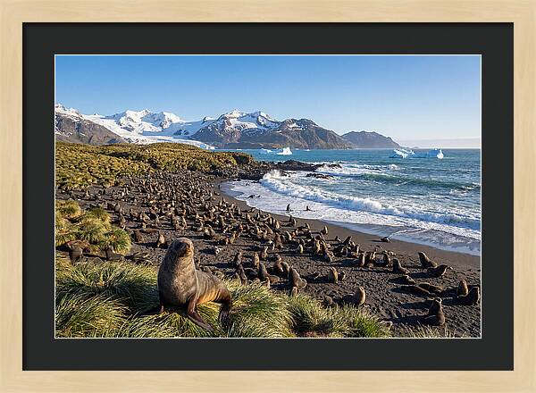Antarctic Fur Seals At South Georgia
