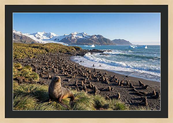 Antarctic Fur Seals At South Georgia