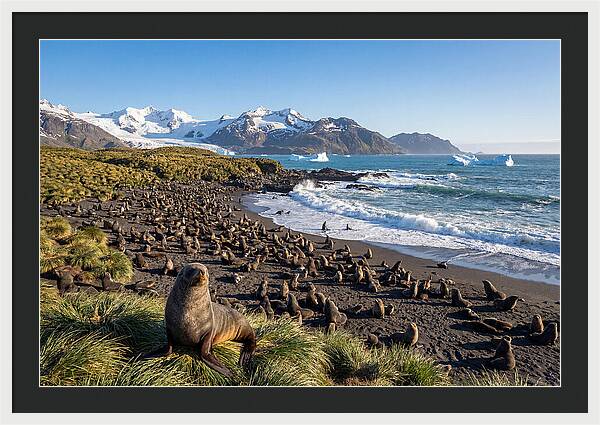 Antarctic Fur Seals At South Georgia