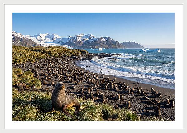 Antarctic Fur Seals At South Georgia
