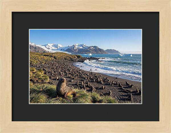 Antarctic Fur Seals At South Georgia