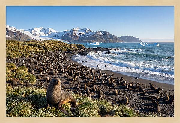 Antarctic Fur Seals At South Georgia