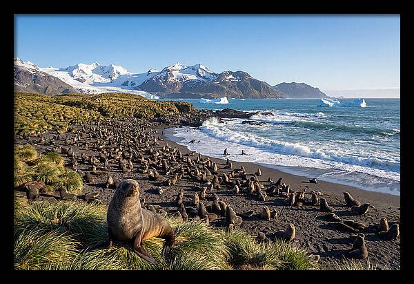 Antarctic Fur Seals At South Georgia