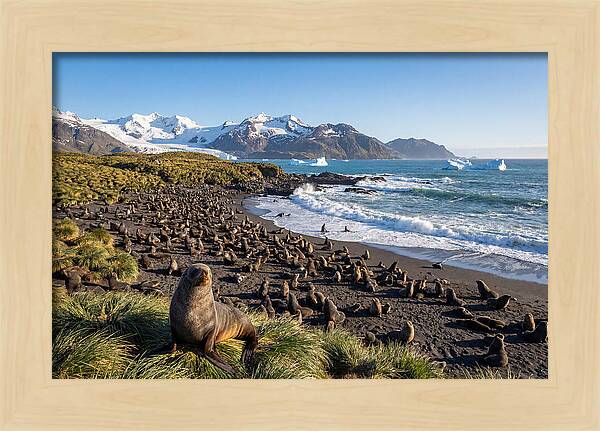 Antarctic Fur Seals At South Georgia