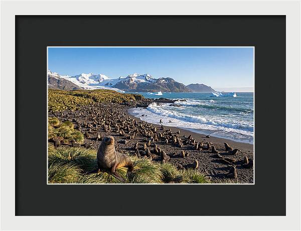 Antarctic Fur Seals At South Georgia