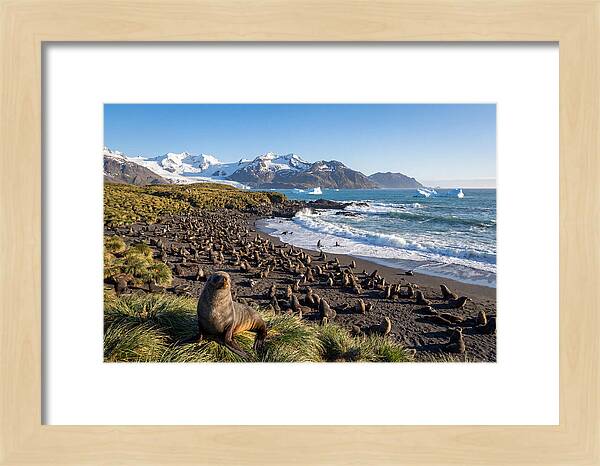 Antarctic Fur Seals At South Georgia
