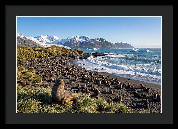 Antarctic Fur Seals At South Georgia