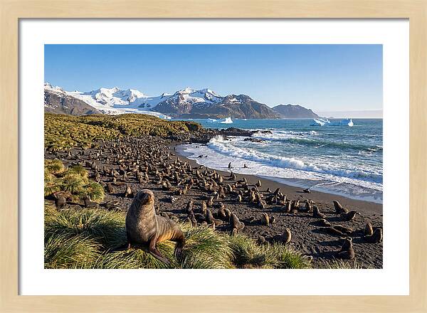 Antarctic Fur Seals At South Georgia