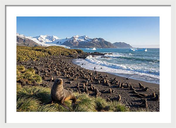 Antarctic Fur Seals At South Georgia