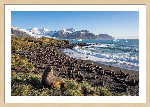 Antarctic Fur Seals At South Georgia