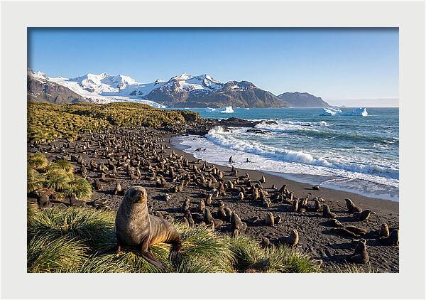 Antarctic Fur Seals At South Georgia
